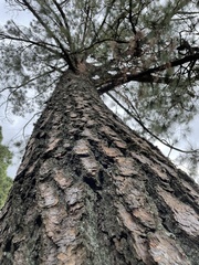 Pinus oocarpa
