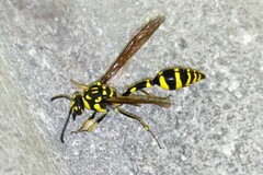 Phimenes flavopictus