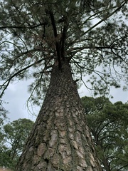 Pinus oocarpa