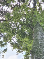 Pittosporum eugenioides
