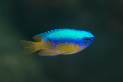 Pomacentrus auriventris