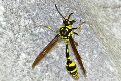 Phimenes flavopictus