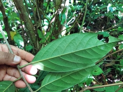 Rhamnaceae