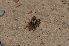 Habronattus oregonensis