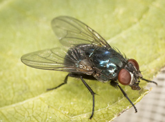 Eudasyphora