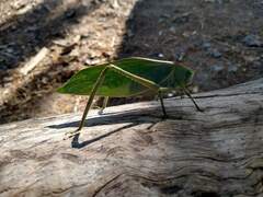 Stilpnochlora azteca