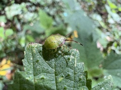 Acanthosoma haemorrhoidale