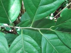 Rhamnaceae
