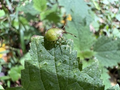 Acanthosoma haemorrhoidale