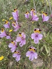 Alstroemeria