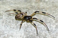 Nephilengys malabarensis