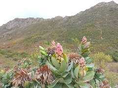 Protea eximia