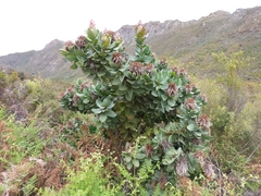 Protea eximia