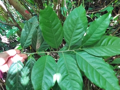 Rhamnaceae