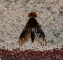 Chrysopilus