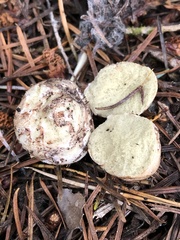 Rhizopogon