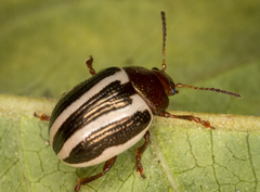 Zygogramma suturalis