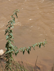 Elaeagnus angustifolia