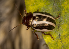 Zygogramma suturalis