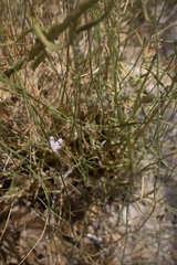 Stephanomeria exigua