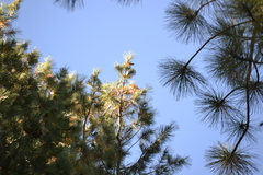 Pinus lambertiana
