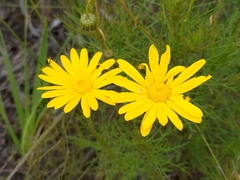 Ursinia paleacea