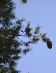 Pinus lambertiana