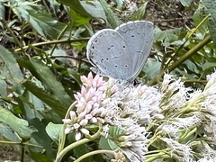 Celastrina lavendularis