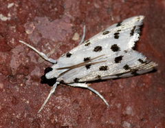 Eustixia pupula