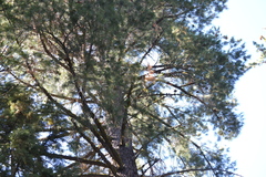Pinus lambertiana