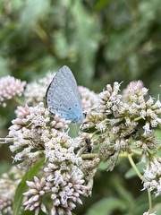 Celastrina lavendularis
