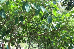 Ficus virgata