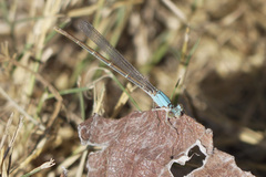 Argia apicalis