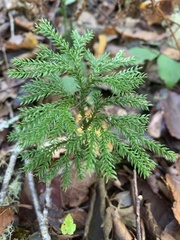 Dendrolycopodium dendroideum