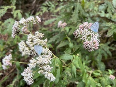 Celastrina lavendularis