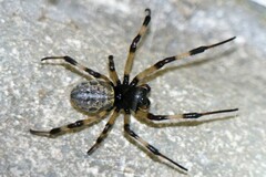 Nephilengys malabarensis
