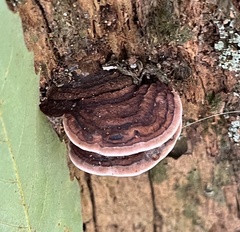 Nigroporus vinosus
