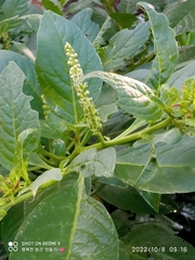 Phytolacca