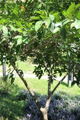 Ficus virgata
