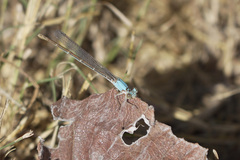 Argia apicalis