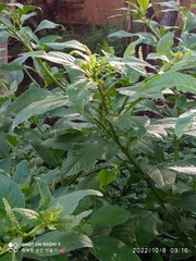 Phytolacca