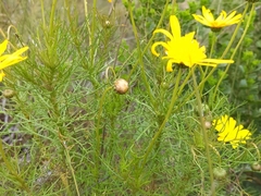 Ursinia paleacea