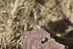 Argia apicalis