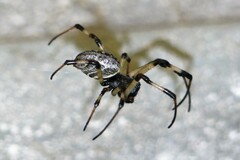 Nephilengys malabarensis