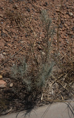 Artemisia filifolia