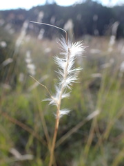 Bothriochloa barbinodis