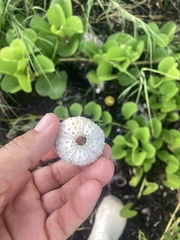 Echinoidea