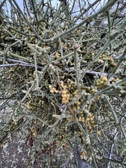 Phoradendron californicum