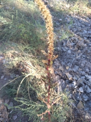 Amaranthus fimbriatus