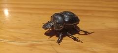 Dichotomius carolinus